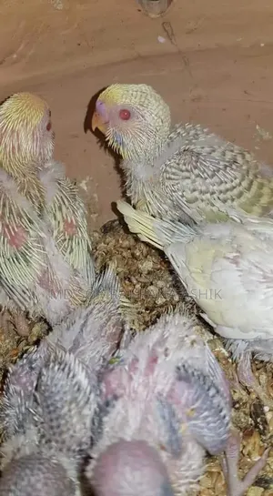Emergency Red Eye Lutino Budgies Breeding Pair Sale (Master Pair)
