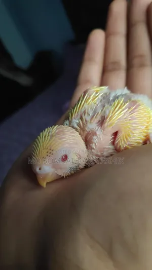Emergency Red Eye Lutino Budgies Breeding Pair Sale (Master Pair)