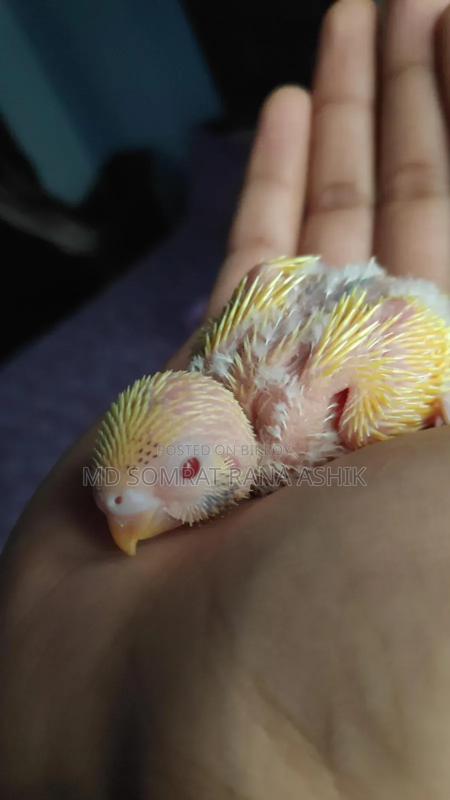 Emergency Red Eye Lutino Budgies Breeding Pair Sale (Master Pair)