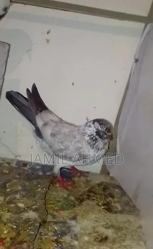 Pigeons for Sale