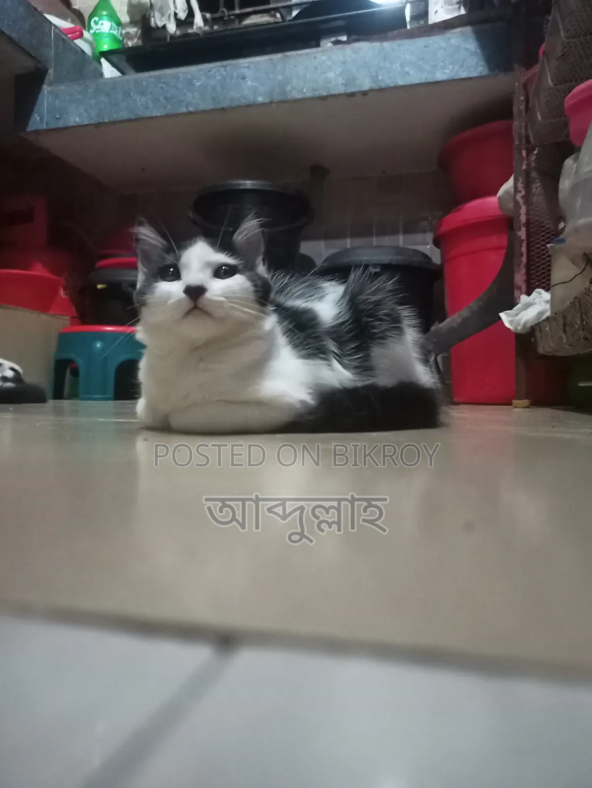 1-3 months Female Mixed Breed Persian