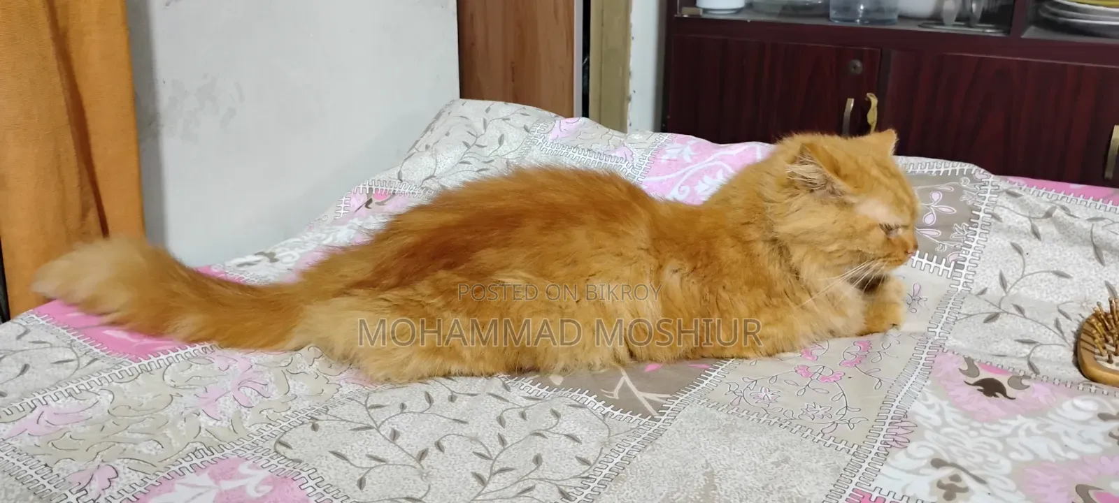 ৬-১২ মাস বয়সী মহিলা পিউরমাইন্ড পার্সিয়ান