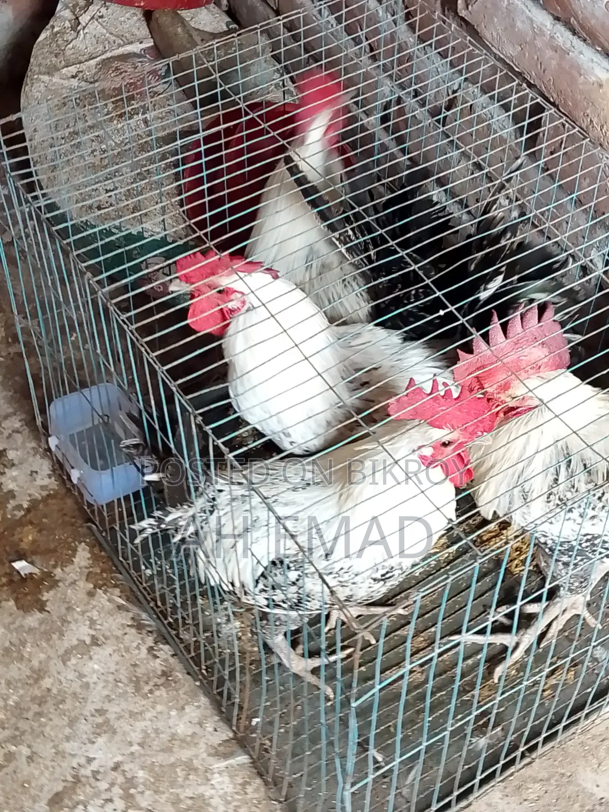 Fayoumi Rooster for Sale