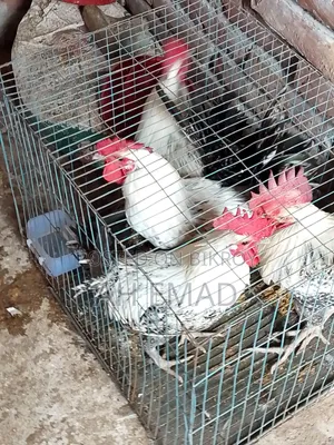 Fayoumi Rooster for Sale