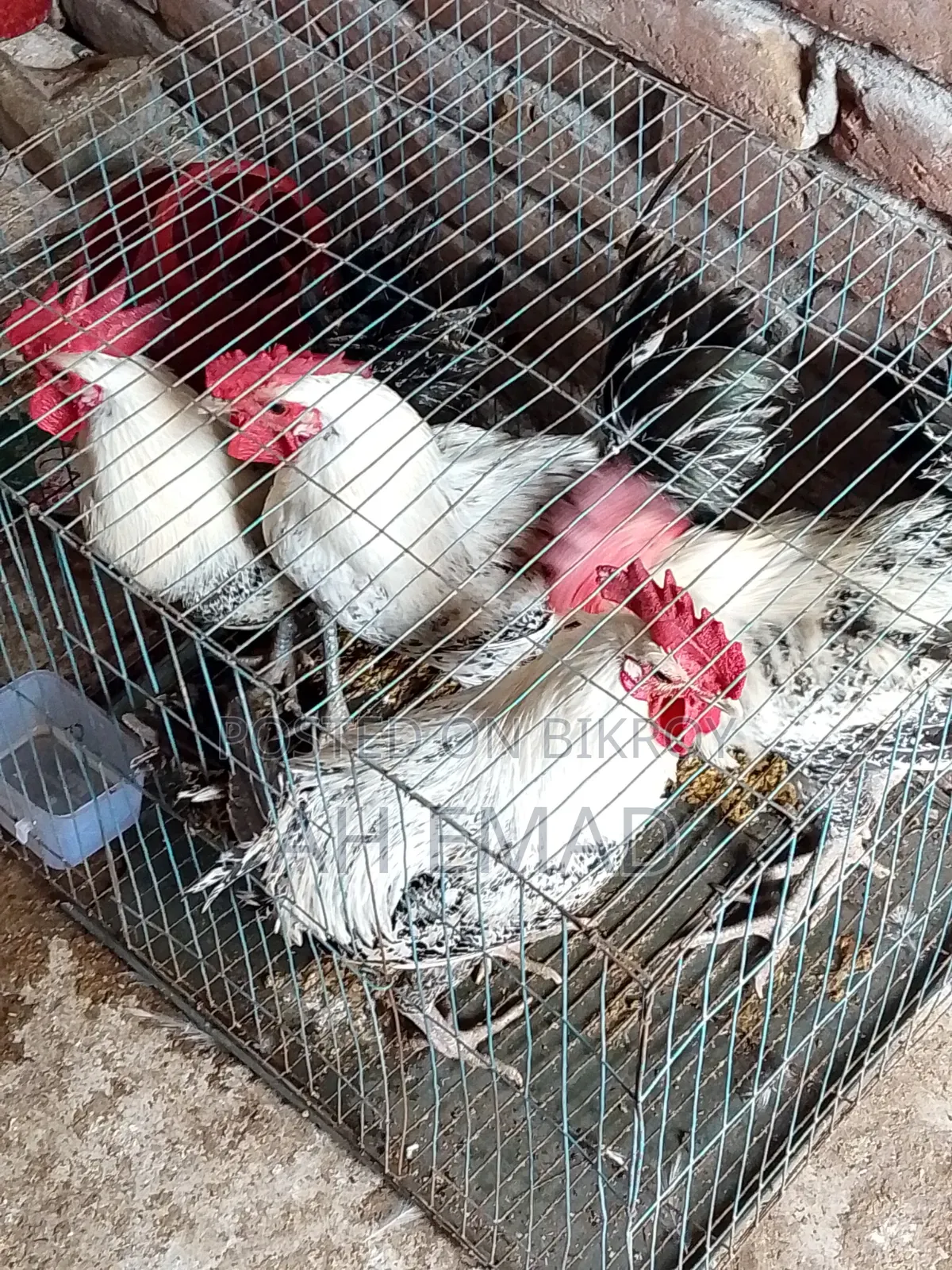 Fayoumi Rooster for Sale