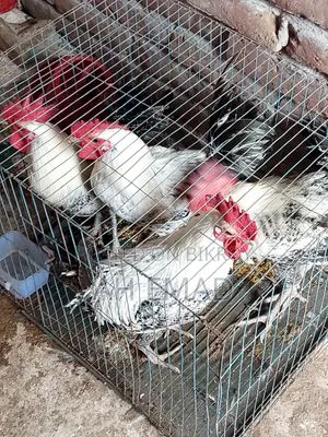 Fayoumi Rooster for Sale