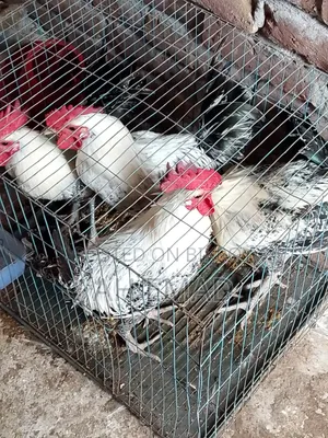 Fayoumi Rooster for Sale