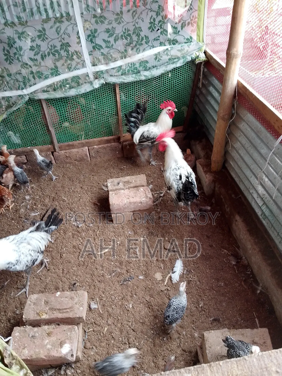 Fayoumi Rooster for Sale