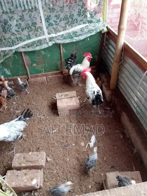 Fayoumi Rooster for Sale