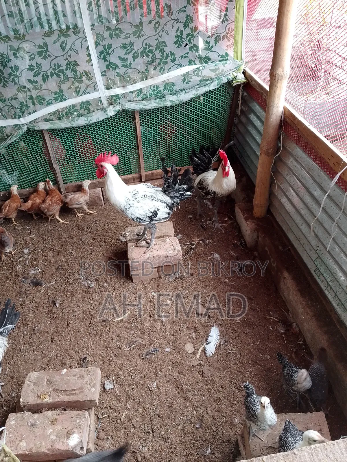 Fayoumi Rooster for Sale
