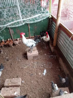 Fayoumi Rooster for Sale