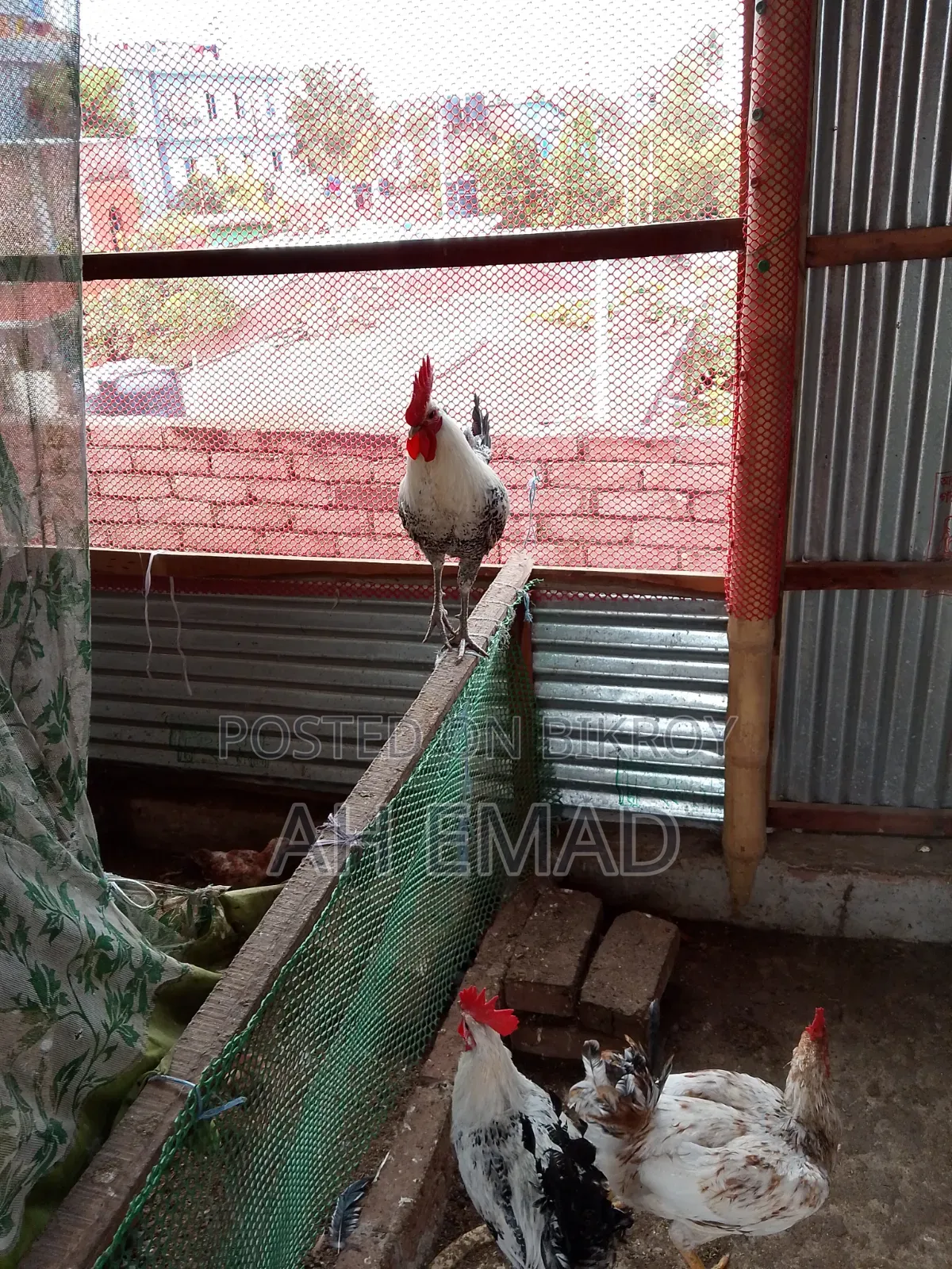 Fayoumi Rooster for Sale