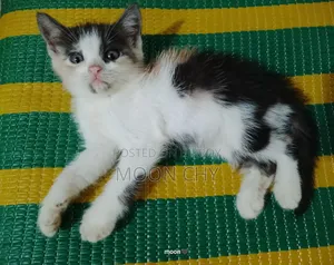 1-3 months Female Mixed Breed Persian
