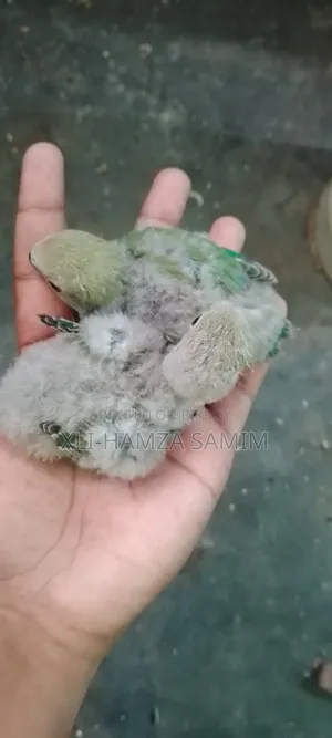 Lovebird Chicks for Taming