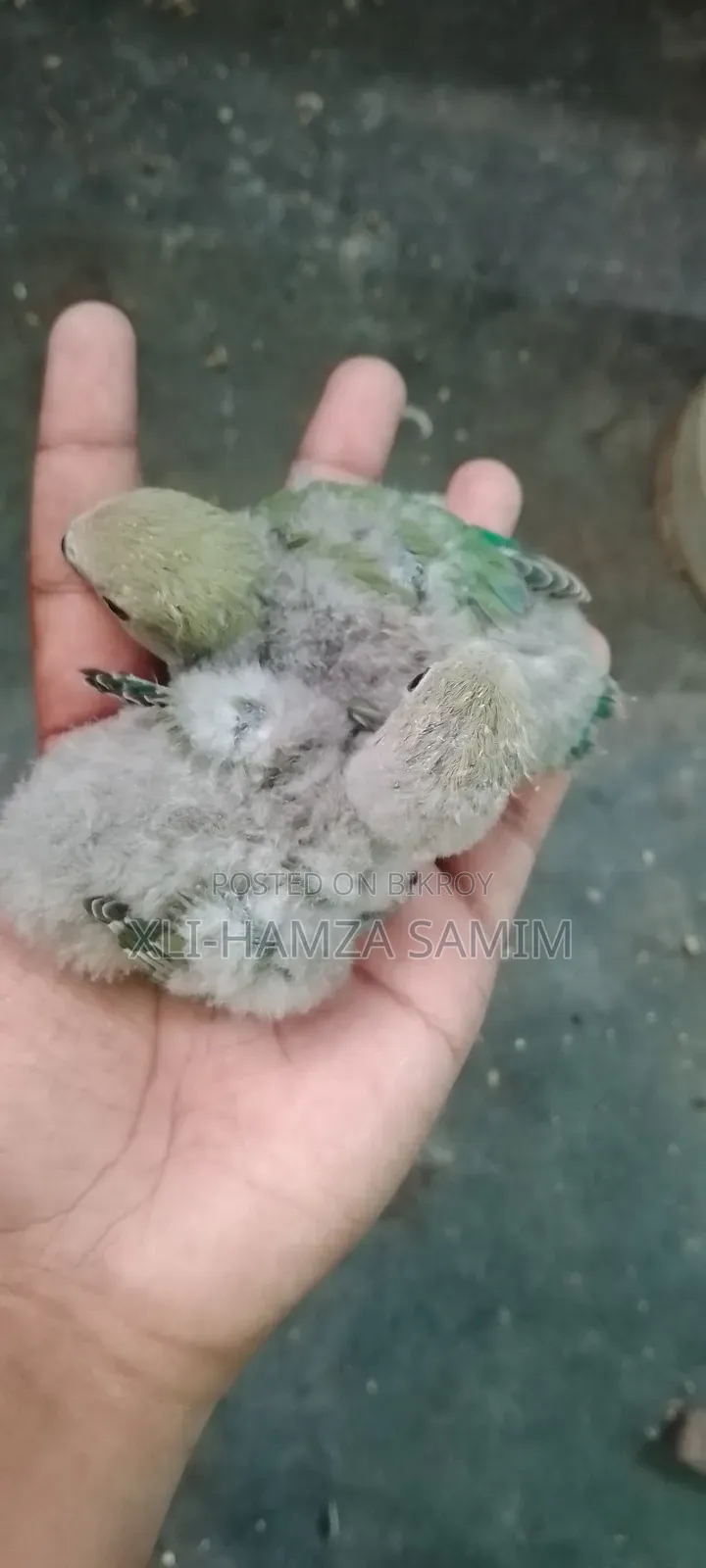 Lovebird Chicks for Taming