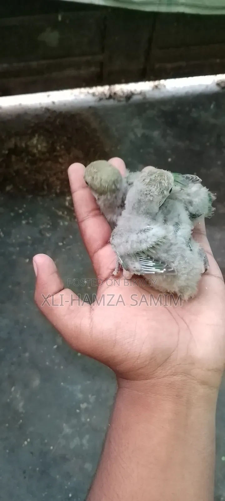 Lovebird Chicks for Taming
