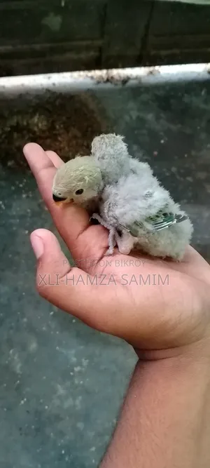 Lovebird Chicks for Taming