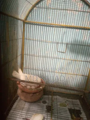White dove with eggs and chick.
