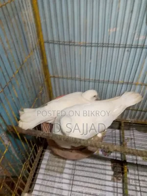 White dove with eggs and chick.