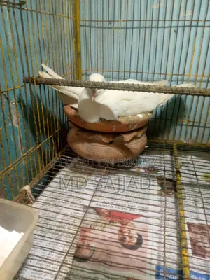 White dove with eggs and chick.