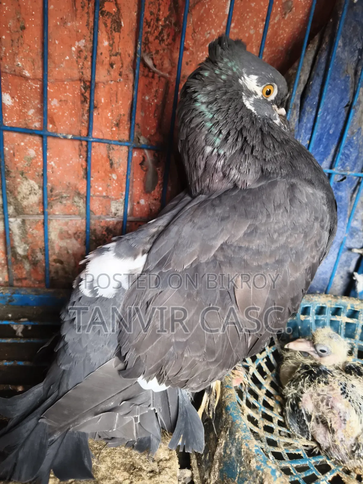 একজোড়া হাই কোয়ালিটি লক্ষা পেয়ার ১ টি বাচ্চা সহবিক্রি হবে ।