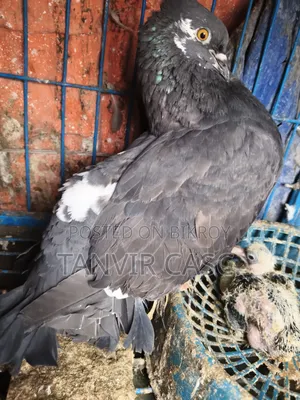 একজোড়া হাই কোয়ালিটি লক্ষা পেয়ার ১ টি বাচ্চা সহবিক্রি হবে ।