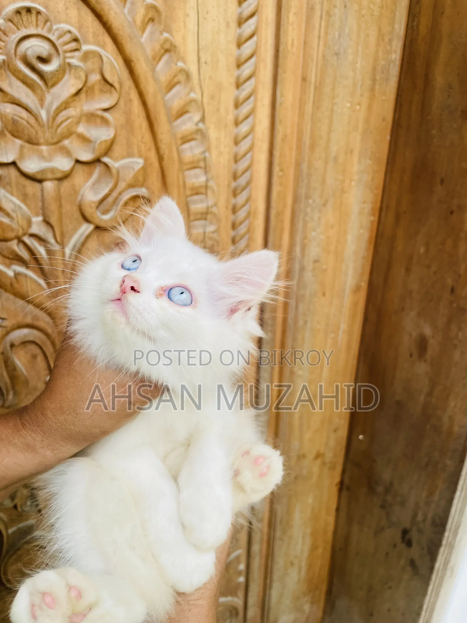 1-3 months Female Purebred Persian