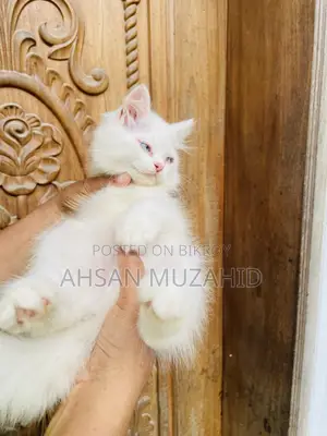 1-3 months Female Purebred Persian