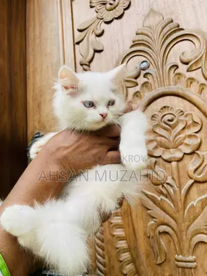 1-3 months Female Purebred Persian
