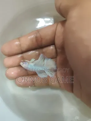 Fighter Fish