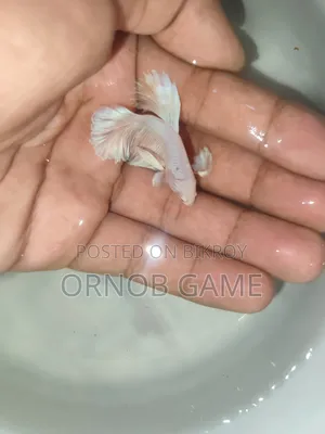 Fighter Fish