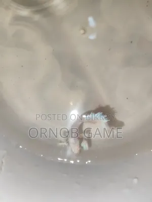 Fighter Fish