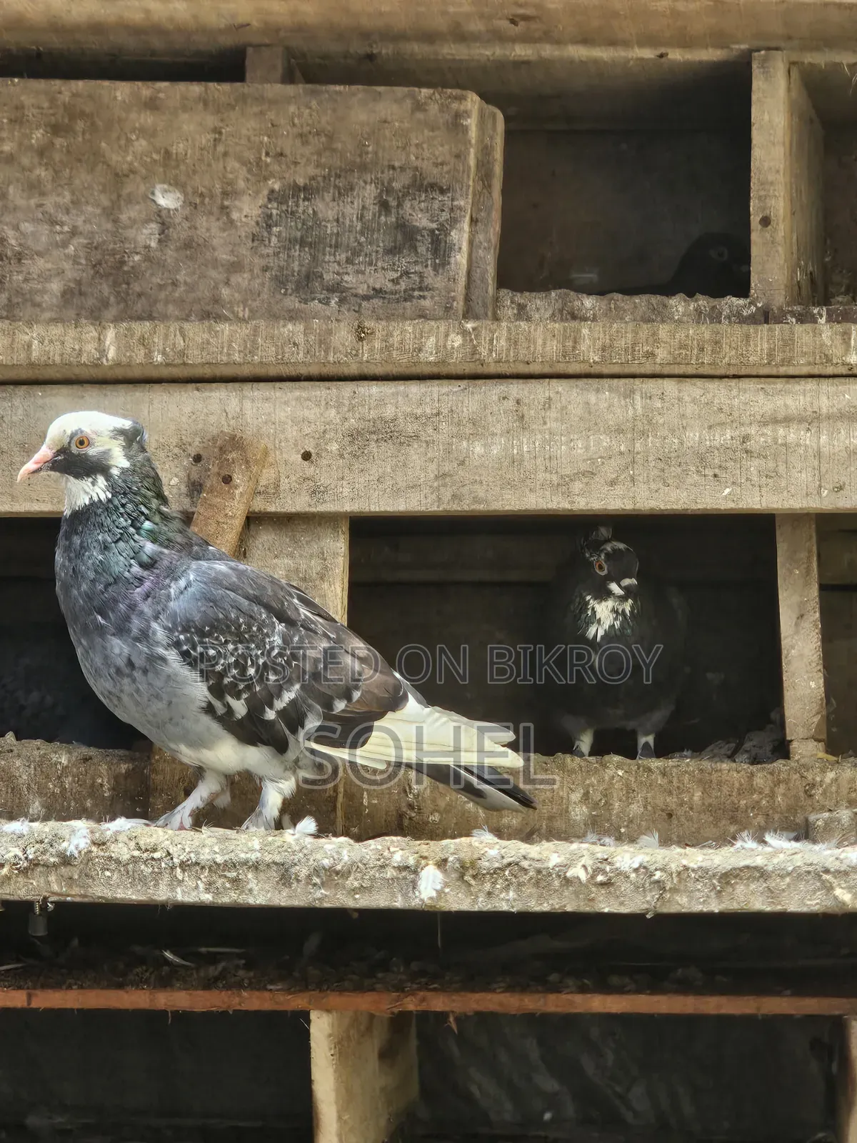 Running 2 Pairs Desi Pigeons