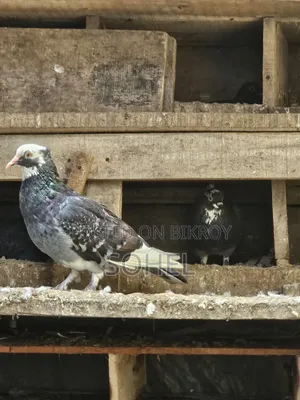 Running 2 Pairs Desi Pigeons