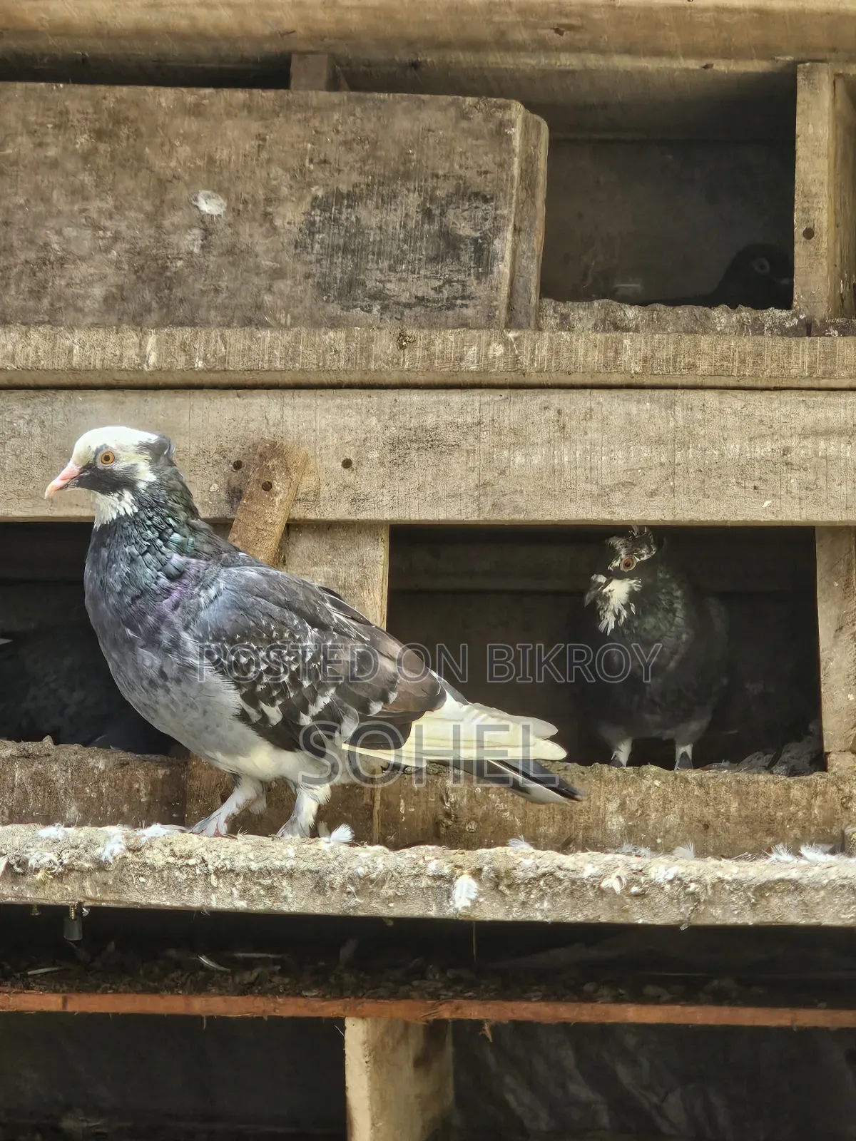 Running 2 Pairs Desi Pigeons