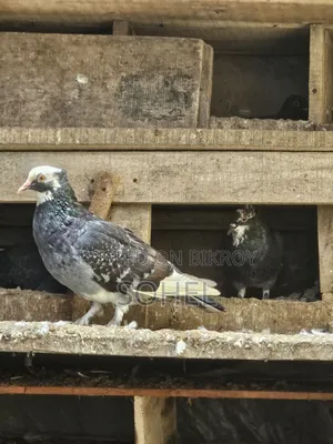 Running 2 Pairs Desi Pigeons