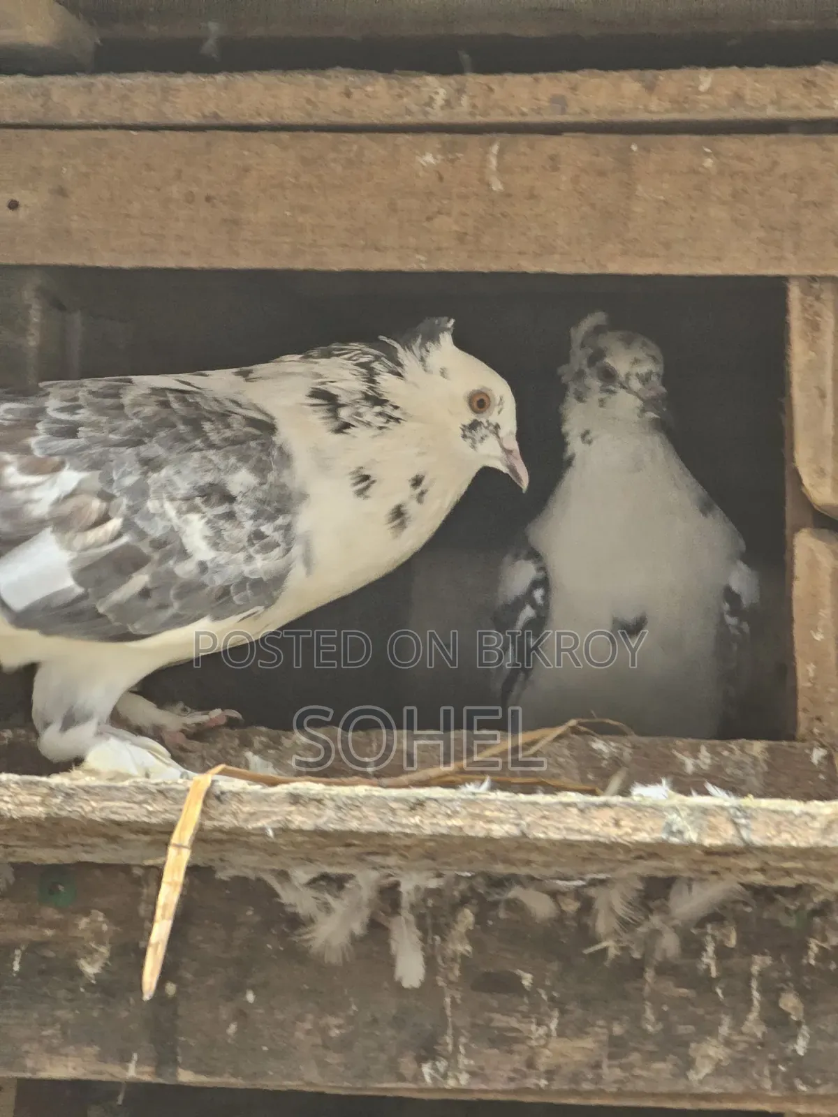 Running 2 Pairs Desi Pigeons
