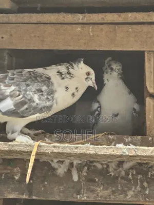 Running 2 Pairs Desi Pigeons