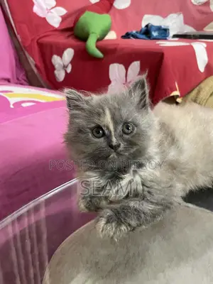 1-3 months Female Purebred Persian