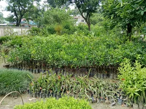 Sell for Trees