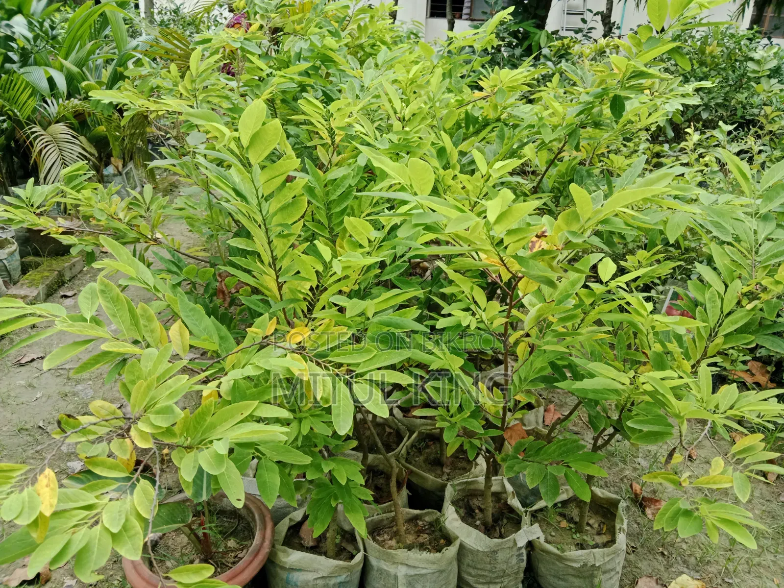 Sell for Trees