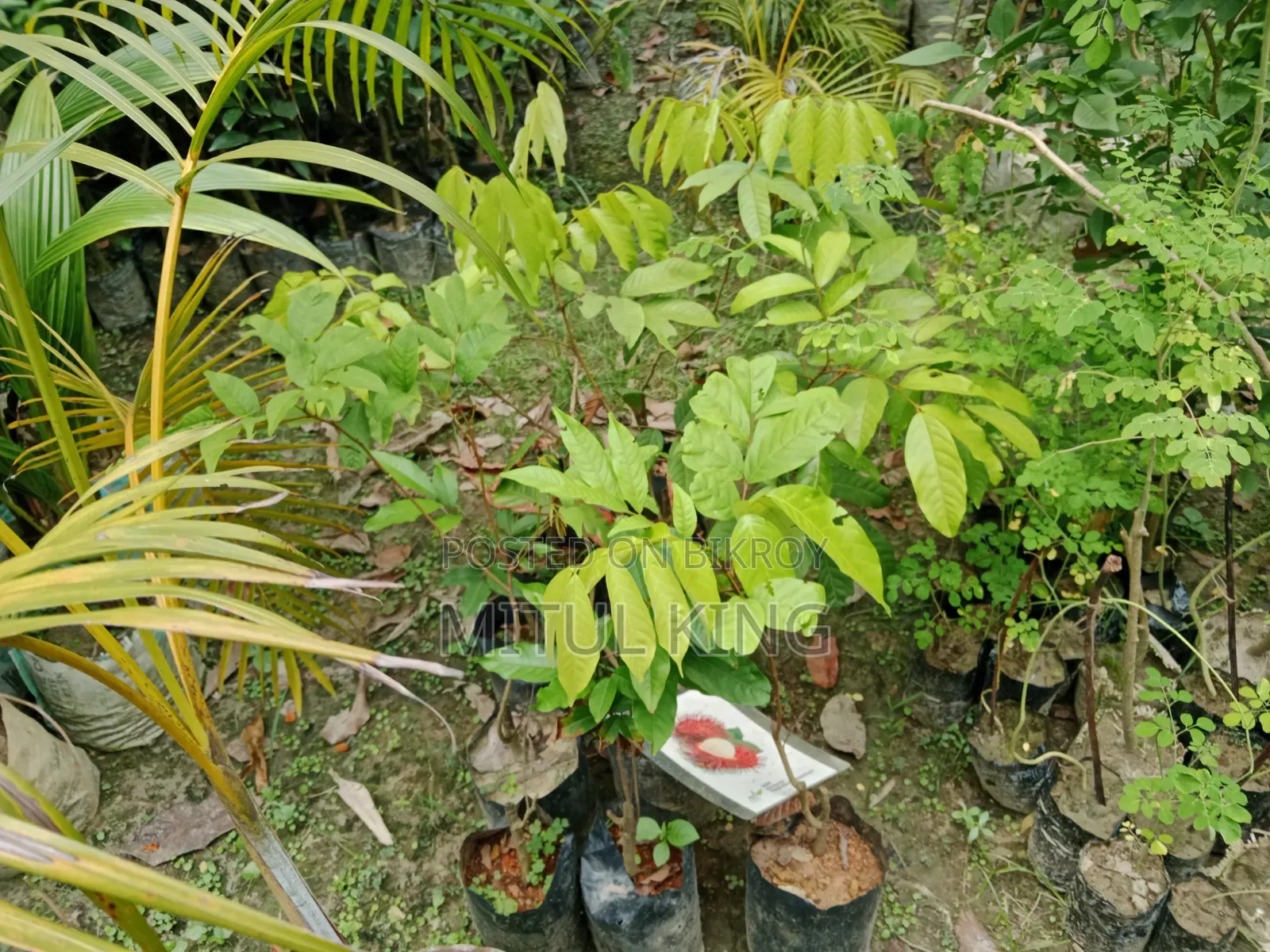 Sell for Trees