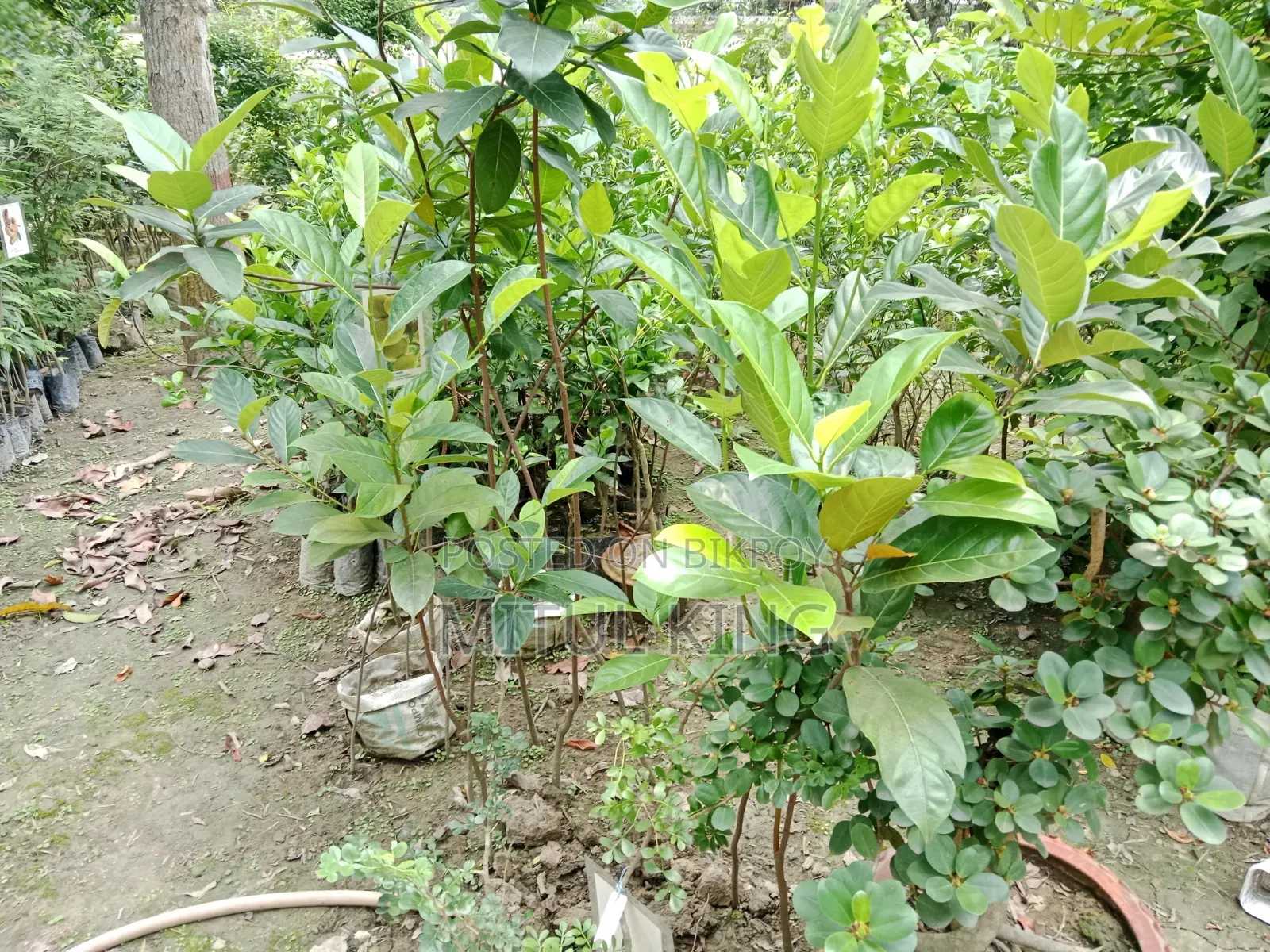 Sell for Trees