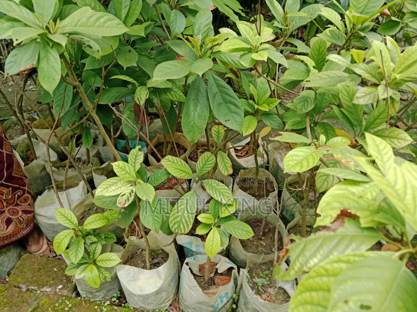 Sell for Trees