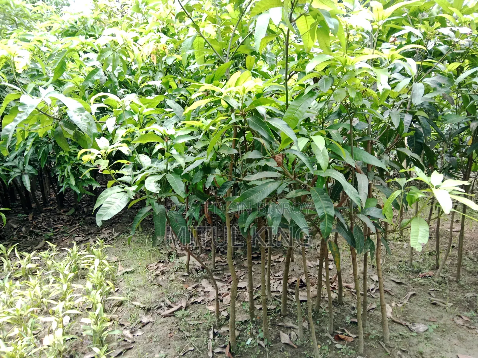 Sell for Trees