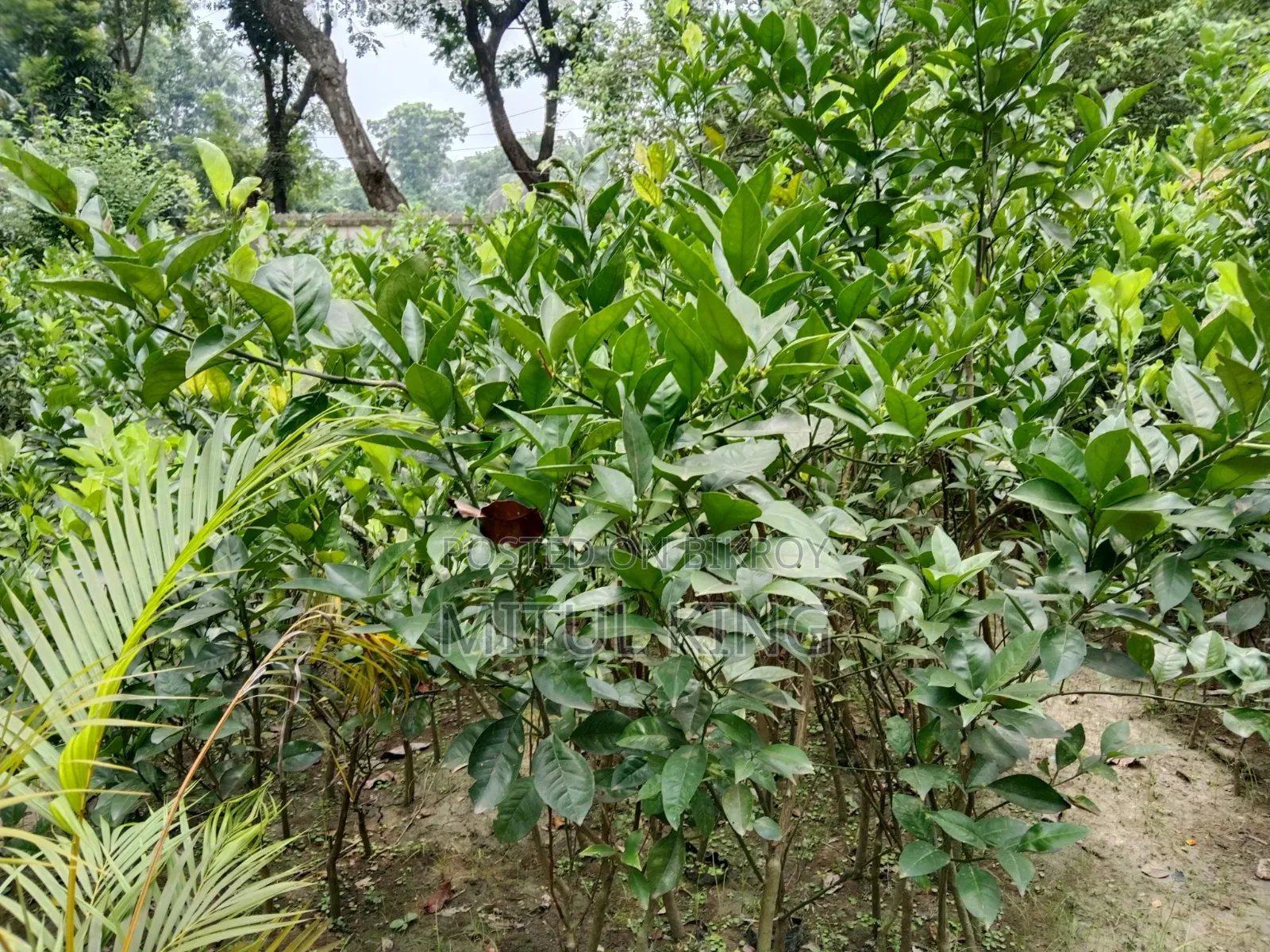 Sell for Trees