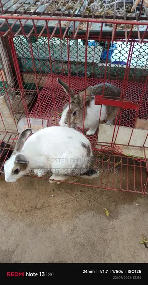 Running Rabbits