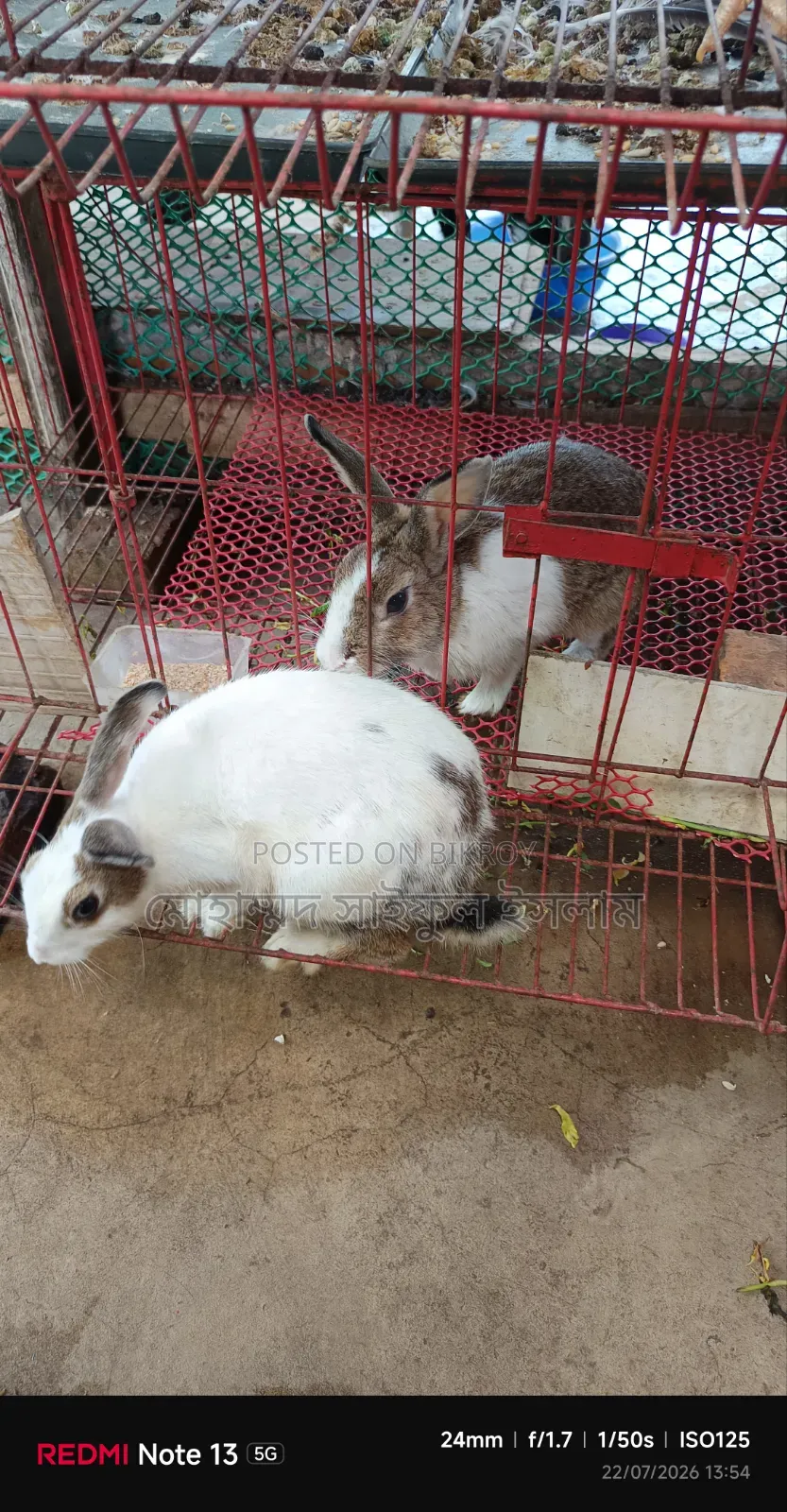 Running Rabbits