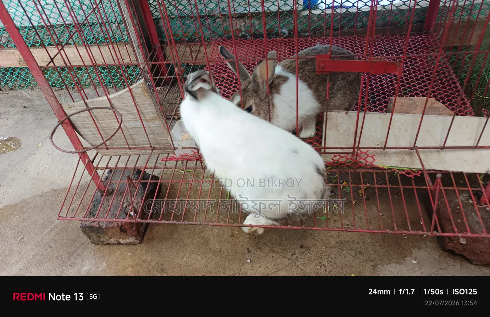 Running Rabbits