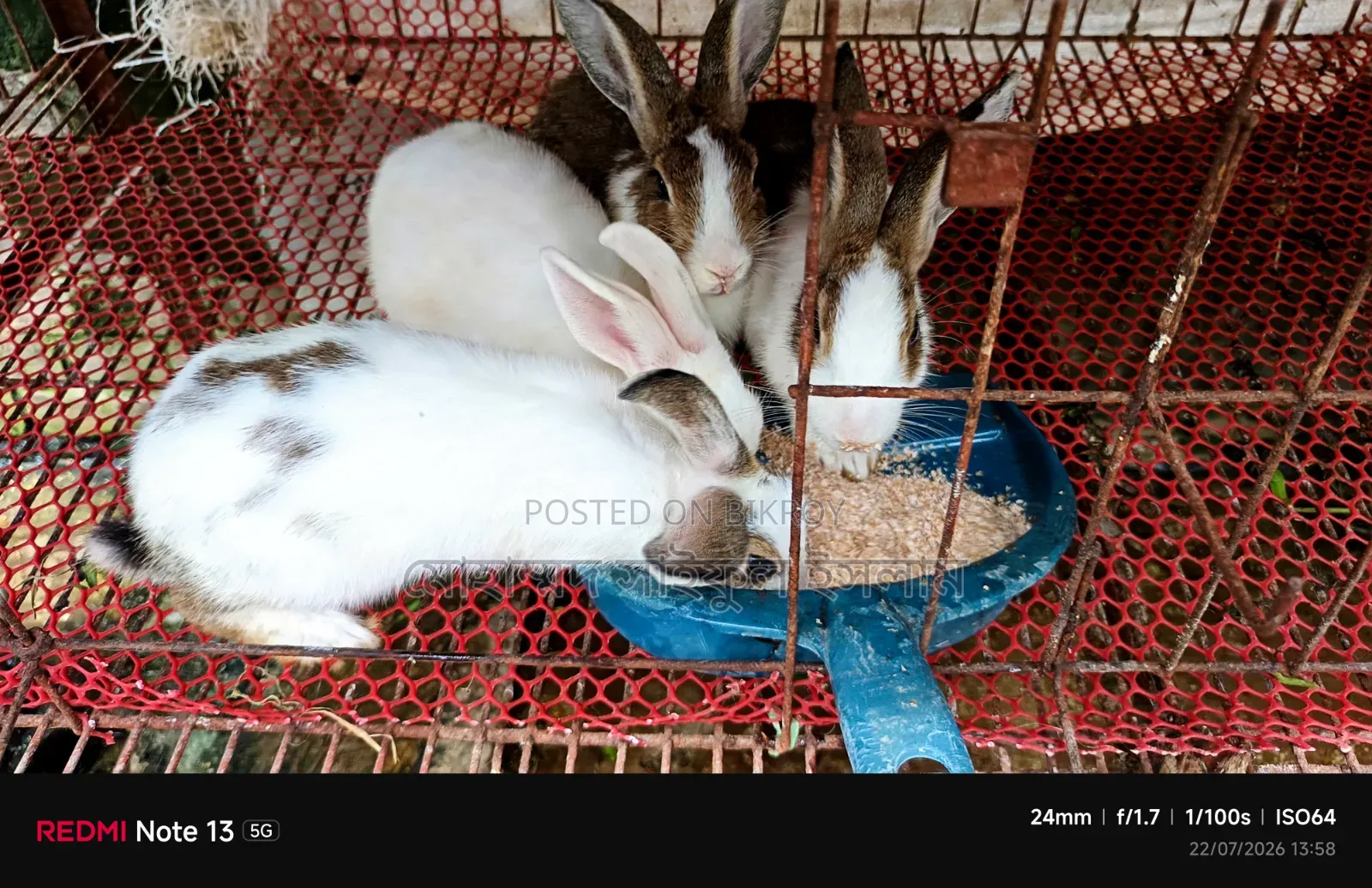 Running Rabbits